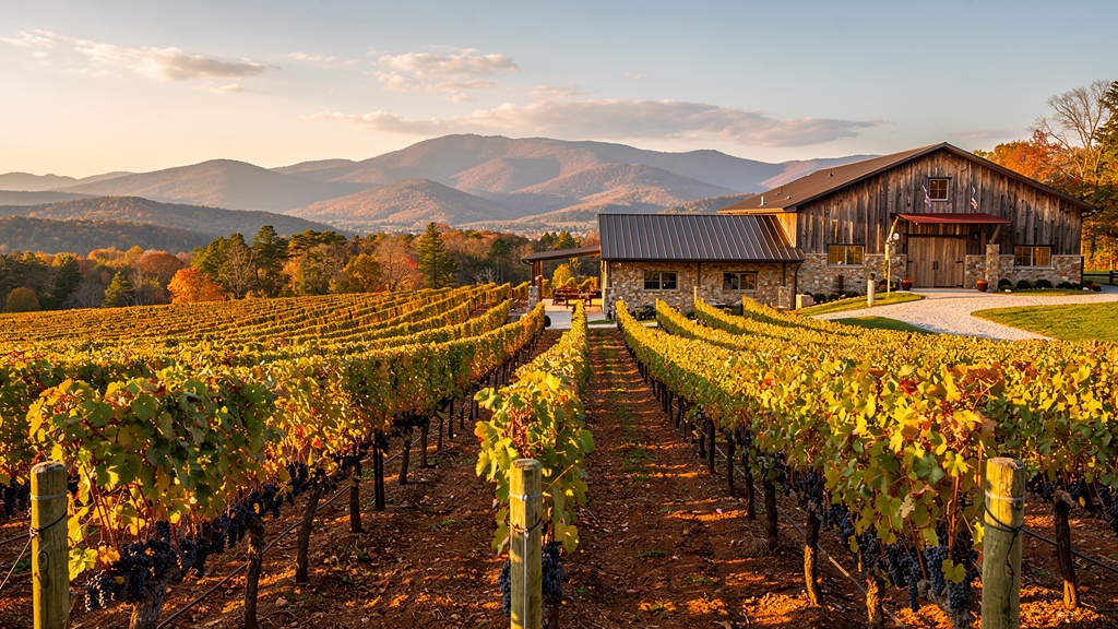 Virginia wine country vineyard at harvest with Blue Ridge Mountain backdrop